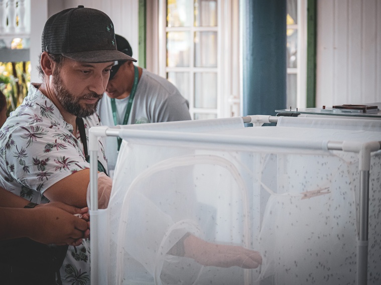 À Paea, un lâcher de moustiques… pour en avoir moins À Paea, un lâcher de moustiques… pour en avoir moins