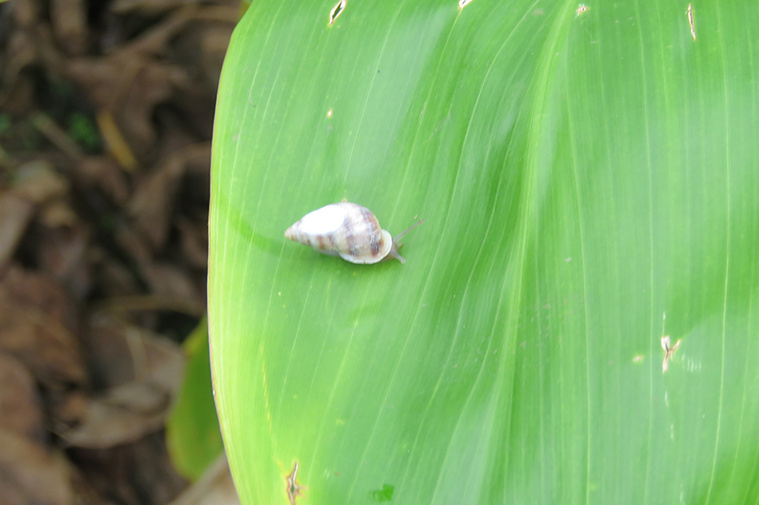 Une réserve aménagée à Moorea pour les escargots Partula Une réserve aménagée à Moorea pour les escargots Partula