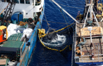 Pacifique: la pêche illégale au thon dans le Pacifique représente jusqu'à 664 millions d'euros