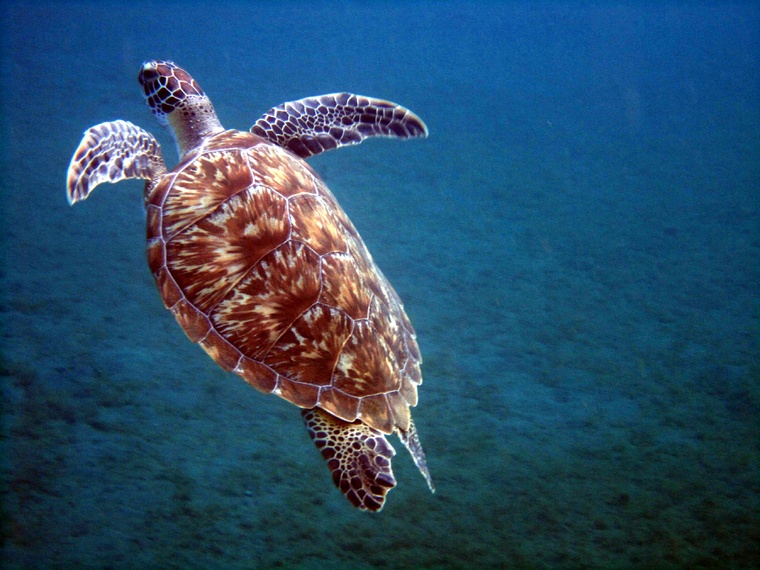 Tortue :  La Polynésie française se positionne comme un leader mondial dans la préservation des océans