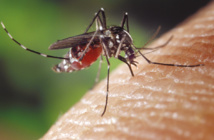 Premier vaccin expérimental 100% efficace contre la dengue
