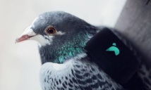 Une patrouille de pigeons mesure la pollution à Londres Une patrouille de pigeons mesure la pollution à Londres