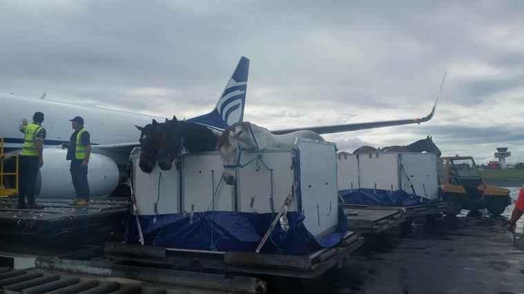 Premier vol pour 24 équidés Premier vol pour 24 équidés