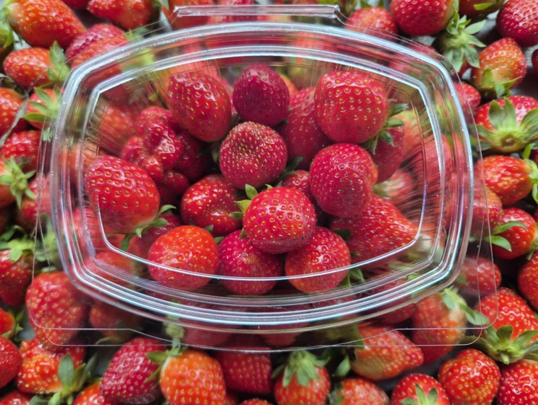 Les premières barquettes de 200 grammes ont été commercialisées à 800 francs à Tubuai. À Tahiti, les plus chanceux ont pu les découvrir à l’ouverture de la foire agricole (Crédit photos : Josiane Viriamu/CAPL).