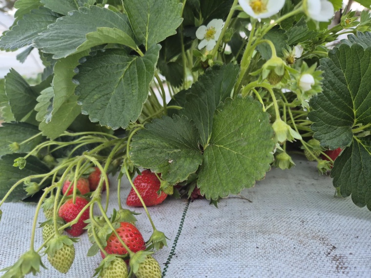 Les premières fraises de Tubuai à la foire agricole