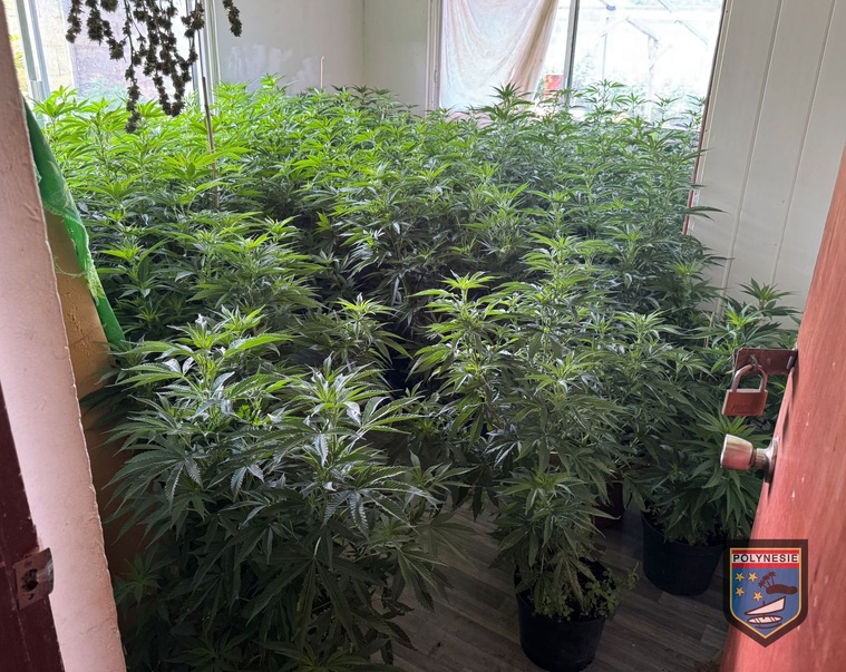 Saisie importante de cannabis à Paea Saisie importante de cannabis à Paea