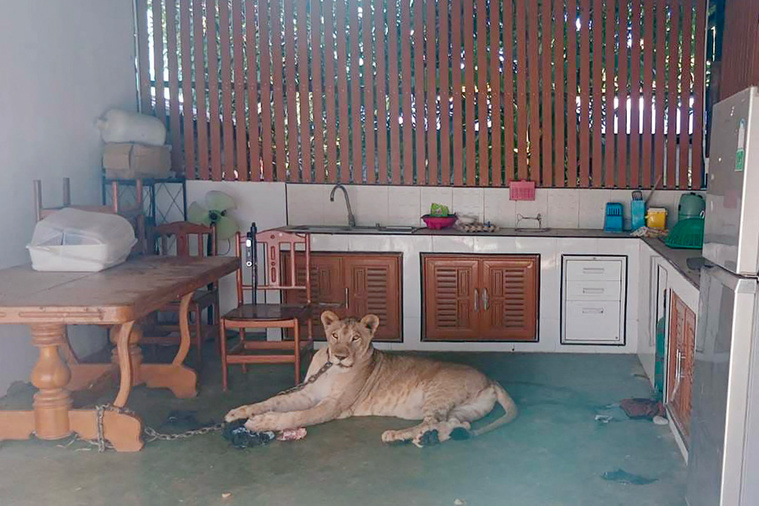 Crédit Handout / Thailand's Department of National Parks, Wildlife and Plant Conservation (DNP) / AFP