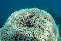 Australie: Les ONG s'alarment du blanchissement des coraux de la Grande barrière