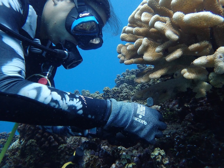 Les projets des 41 candidats, dont celui de l’association Tamari’i Pointe des pêcheurs, sont présentés en ligne et soumis aux votes du public (Crédit : Facebook/Ifrecor Polynésie Officiel).