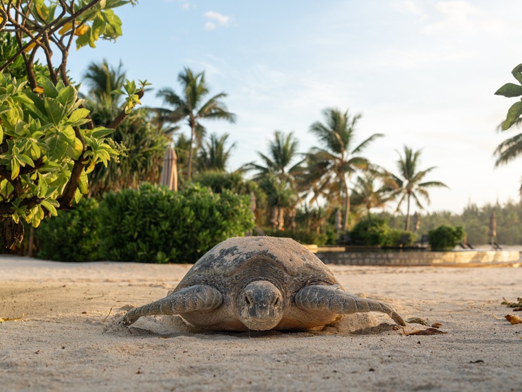 La saison des pontes de tortues vertes redémarre à Tetiaroa La saison des pontes de tortues vertes redémarre à Tetiaroa