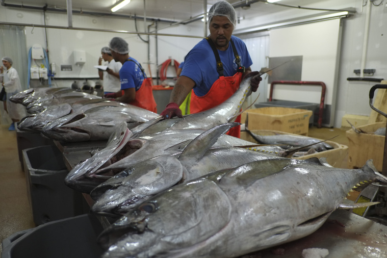 Le Campus des métiers et des qualifications de la mer a pour objectif de répondre aux besoins en compétences exprimés par les entreprises du Fenua.