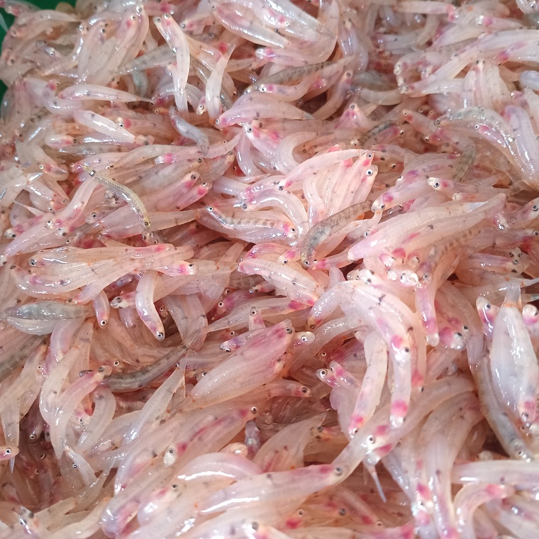 Les alevins roses ou translucides sont les plus prisés (Crédit : Vanessa Niuaiti). Les alevins roses ou translucides sont les plus prisés (Crédit : Vanessa Niuaiti).