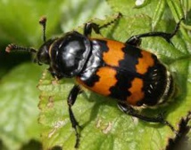 Le tue-l'amour d'une scarabée très mère poule