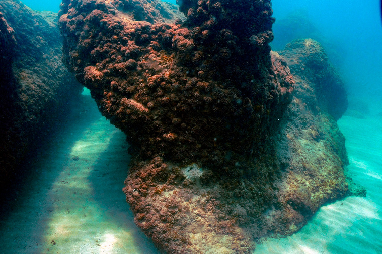 Les récifs coralliens ont franchi un "point de basculement" climatique, alertent 160 scientifiques Les récifs coralliens ont franchi un "point de basculement" climatique, alertent 160 scientifiques