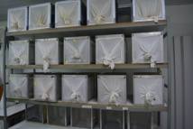 La colonie de moustiques biologiquement modifiée est précieusement entretenue dans le laboratoire de Paea pour assurer la production hebdomadaire de dizaines de milliers d'insectes.