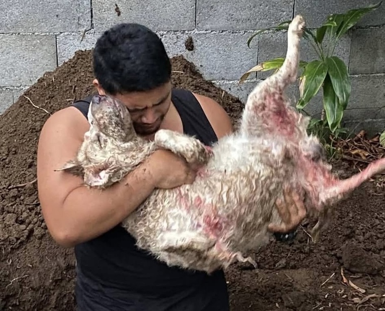 Du côté des propriétaires de chiens assassinés, on réclame justice ! Du côté des propriétaires de chiens assassinés, on réclame justice !