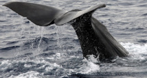 Japon: retour des chasseurs de baleines de l'Antarctique, 333 cétacés tués