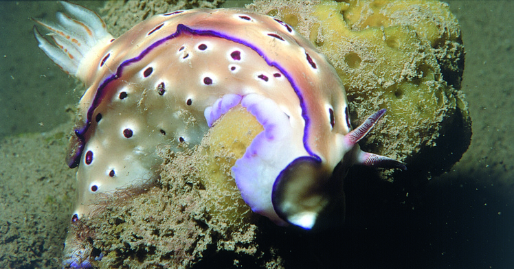 Les bêtes à cornes qui hantent le “Nordby” : des nudibranches, petits mollusques sans coquille, mais très toxiques. Les bêtes à cornes qui hantent le “Nordby” : des nudibranches, petits mollusques sans coquille, mais très toxiques.