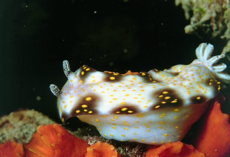 Les bêtes à cornes qui hantent le “Nordby” : des nudibranches, petits mollusques sans coquille, mais très toxiques. Les bêtes à cornes qui hantent le “Nordby” : des nudibranches, petits mollusques sans coquille, mais très toxiques.