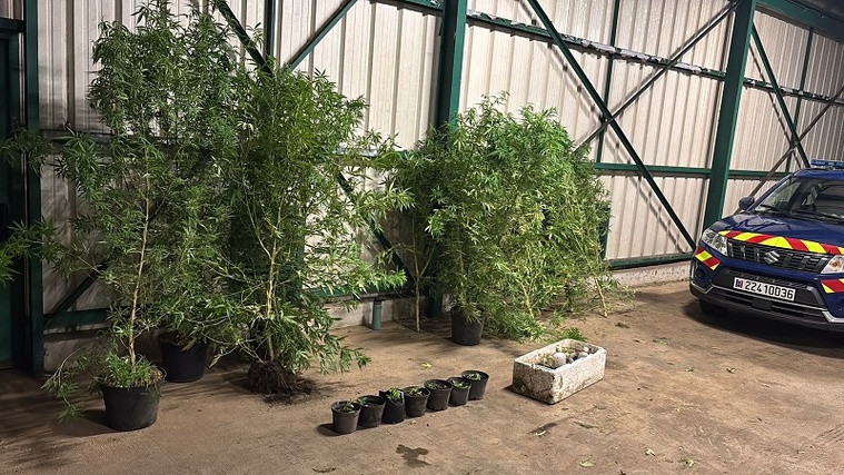 Saisies de paka en cascade par la gendarmerie Saisies de paka en cascade par la gendarmerie