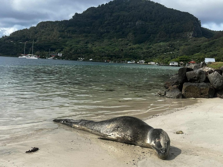 Une mission pour étudier le léopard de mer Une mission pour étudier le léopard de mer