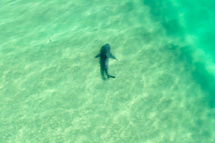 Crédit Handout / AUSTRALIAN UNCREWED AERIAL VEHICLE SERVICE (AUAVS) / AFP