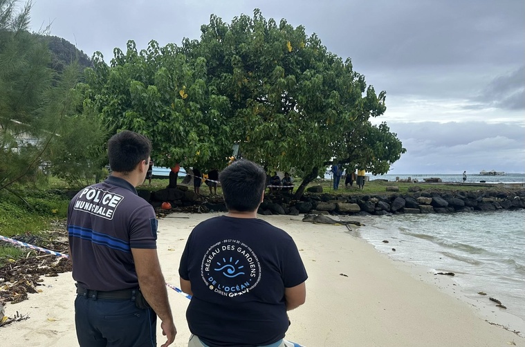 Léopard de mer disparu, mission suspendue Léopard de mer disparu, mission suspendue