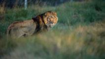 Sursis pour le lion Sylvestre, menacé d'être abattu