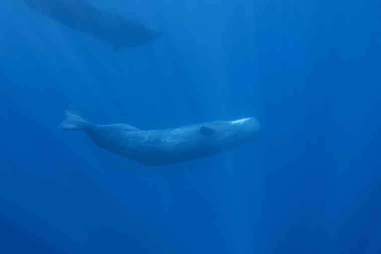 Des jeunes cachalots d’une dizaine de mètres de long à la Presqu’île (Crédit : Vincent Truchet/Mokarran Diving).
