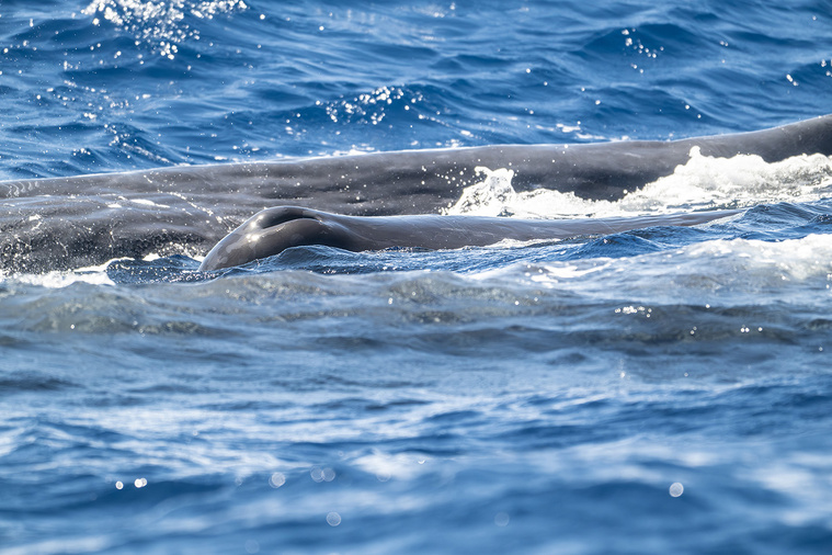 Un évent caractéristique avec un souffle en biais. Un évent caractéristique avec un souffle en biais.