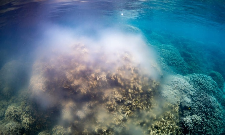 (Crédit photo : FB Tama no te tairoto) (Crédit photo : FB Tama no te tairoto)