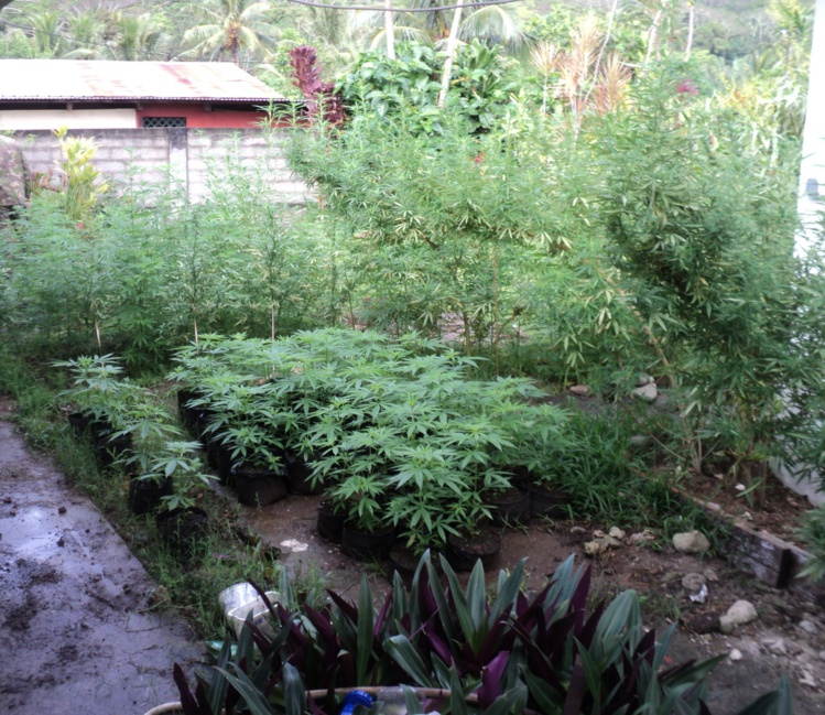 Des pieds de paka de plus de 2 m 50 découverts à Rurutu