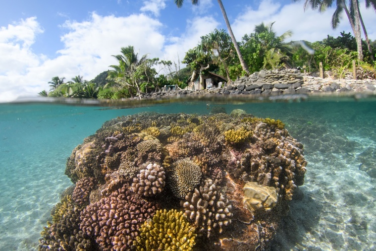 Le résultat chez Marc Cizeron après vingt ans d’arrachage d’algues brunes et de repiquage de corail (Crédit : Vetea Liao). Le résultat chez Marc Cizeron après vingt ans d’arrachage d’algues brunes et de repiquage de corail (Crédit : Vetea Liao).