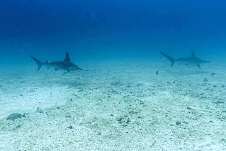 Ernesto BENAVIDES / AFP