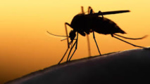 Zika: pas de raison de paniquer en Europe et aux Etats-Unis