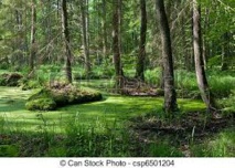Greenpeace contre l'abattage d'arbres de la plus ancienne forêt primaire d'Europe