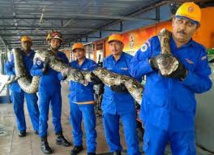 Malaisie: un python géant retrouvé sur un chantier de construction