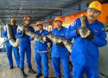 Malaisie: un python géant retrouvé sur un chantier de construction Malaisie: un python géant retrouvé sur un chantier de construction