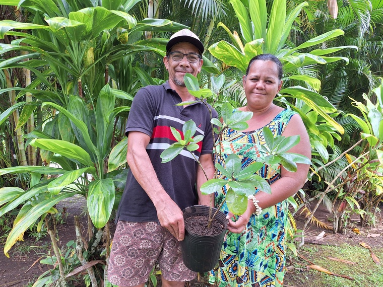 ​Des plants de Tiare Tahiti pour Tautira