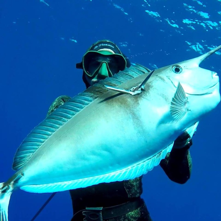 Un Ume Herepoti impressionnant flèche à Maupiti Un Ume Herepoti impressionnant flèche à Maupiti