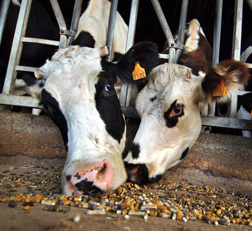 Crédit MYCHELE DANIAU / AFP