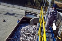 Le saumon chilien dévasté par une prolifération d'algues Le saumon chilien dévasté par une prolifération d'algues