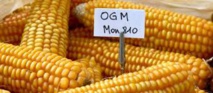 Le Conseil d'État annule l'interdiction du maïs OGM MON810 de Monsanto