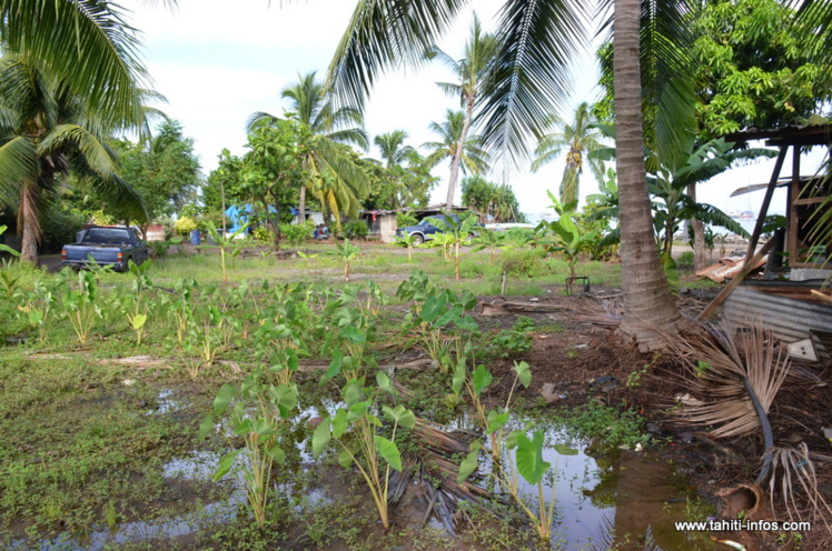 Mahana Beach : "On ne s’en ira pas d’ici", martèlent les irréductibles d’Outumaoro Mahana Beach : "On ne s’en ira pas d’ici", martèlent les irréductibles d’Outumaoro