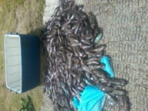 Les agents de la brigade nautique de la gendarmerie ont saisi trois filets et 400 poissons perroquets, mardi dernier.