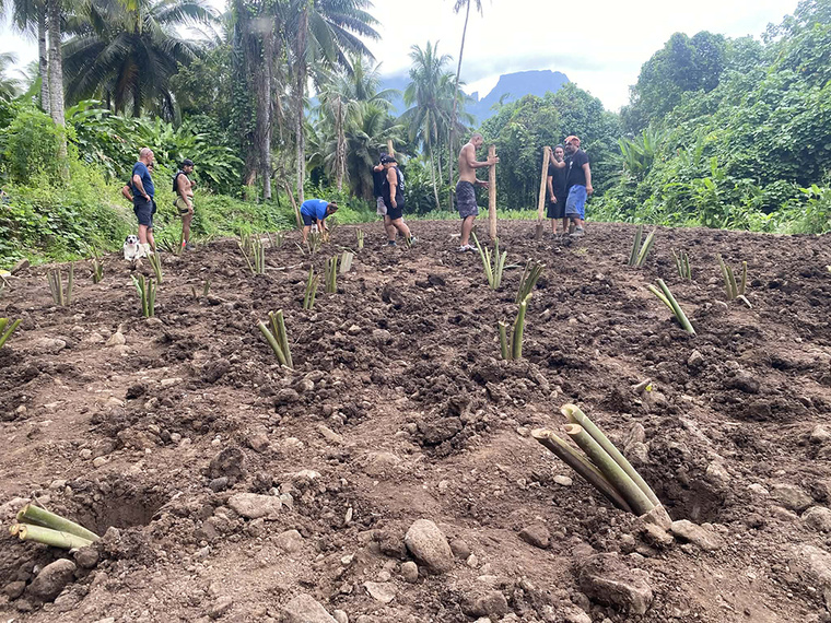 Une tarodière de 1,5 hectare restaurée à Moorea Une tarodière de 1,5 hectare restaurée à Moorea