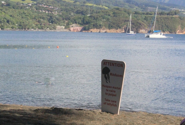 Des méduses à la Pointe Vénus, un enfant aux urgences Des méduses à la Pointe Vénus, un enfant aux urgences