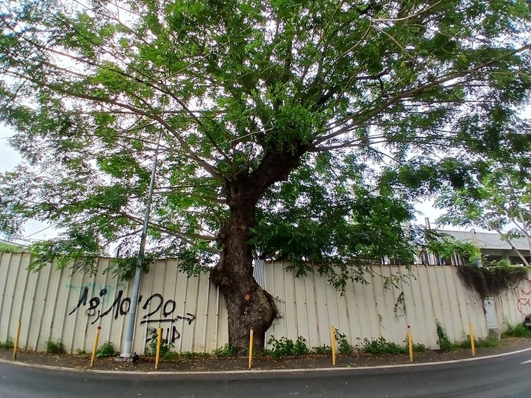 Papeete va sacrifier six marumaru centenaires