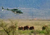 Kenya: des colliers GPS pour suivre les éléphants et les protéger d'un chemin de fer Kenya: des colliers GPS pour suivre les éléphants et les protéger d'un chemin de fer