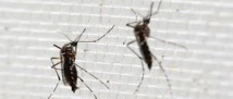 Le dérèglement du climat, facteur d'expansion de Zika, et autres virus